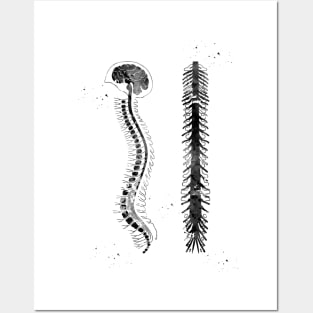 Brain with spinal cord Posters and Art